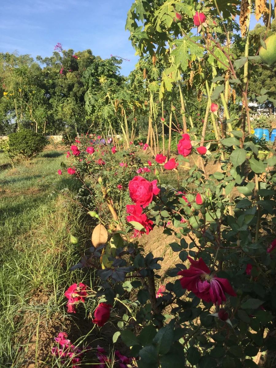 the rose bushes always bloom the best during late winter to early spring 1200